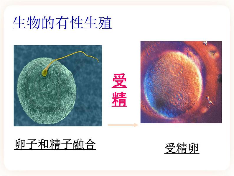 21.1生物的无性生殖 课件02