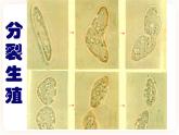 21.1生物的无性生殖 课件