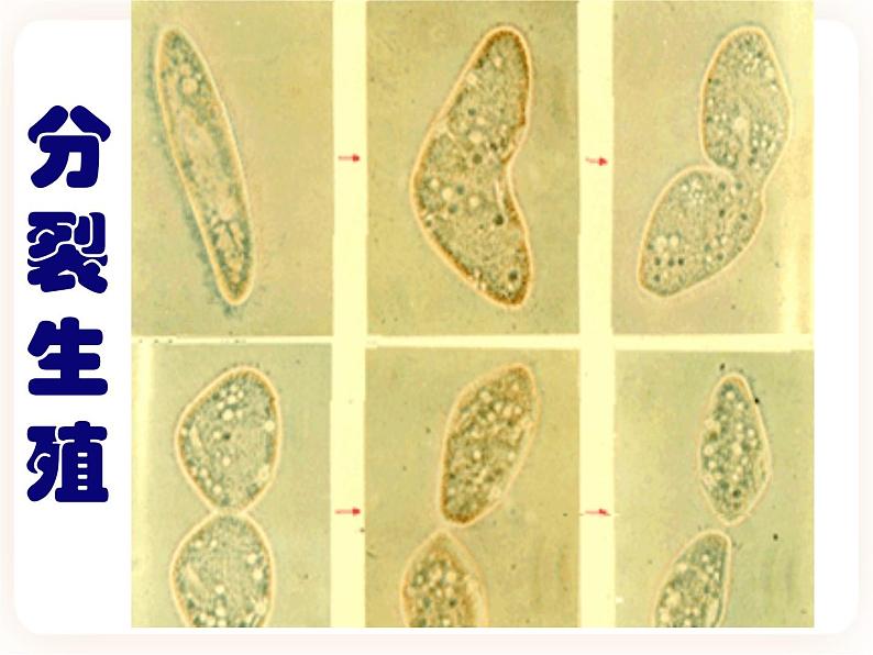 21.1生物的无性生殖 课件05
