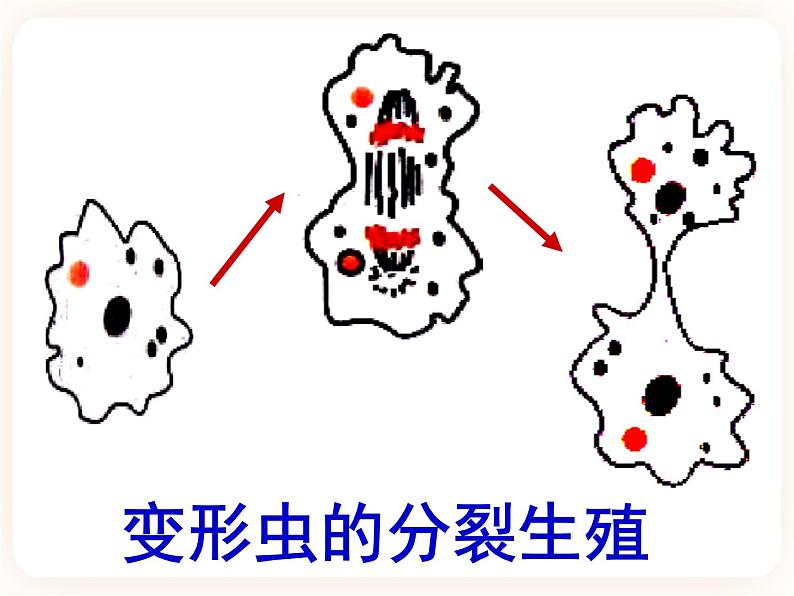 21.1生物的无性生殖 课件06