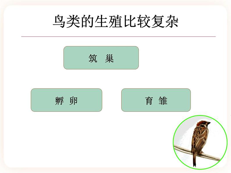 21.5鸟类的生殖与发育 课件02