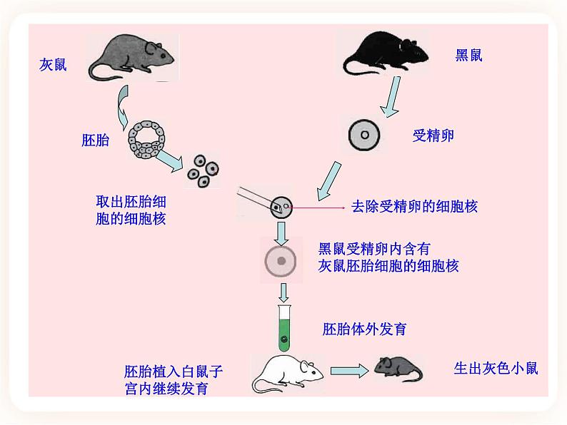 22.1dna是主要的遗传物质 课件08