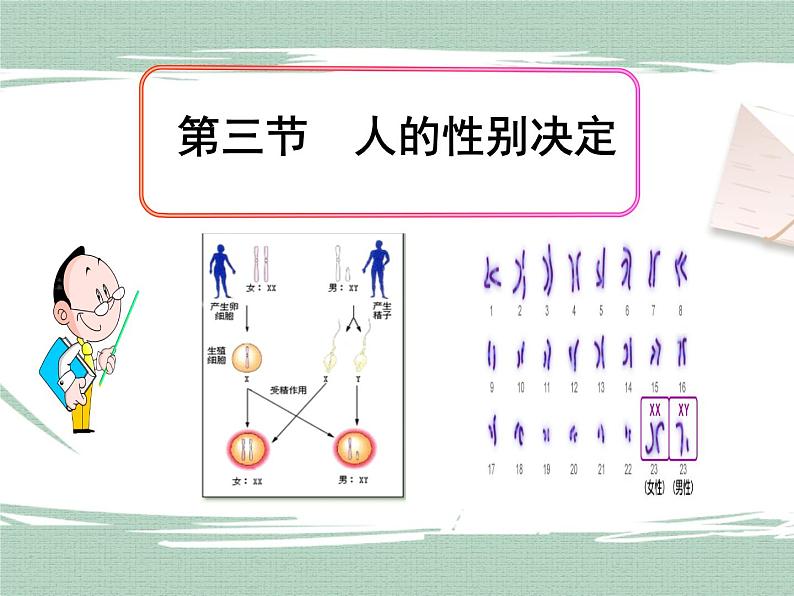 22.3人的性别决定 课件01