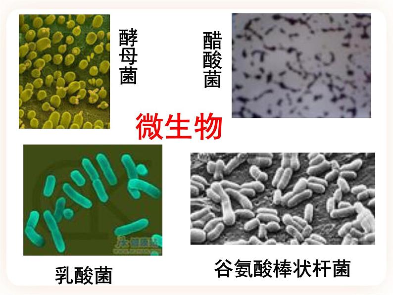 23.1源远流长的发酵技术 课件08