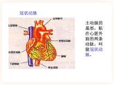 25.2威胁健康的主要疾病 课件