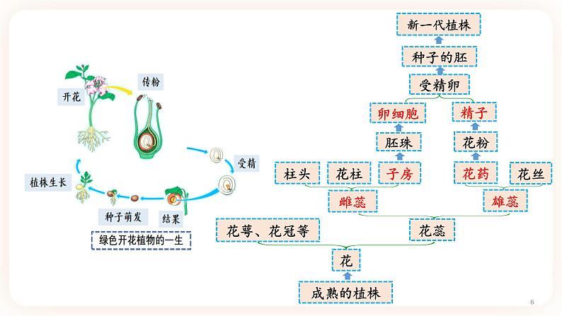 7.1.1植物的生殖 课件06