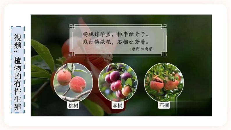 7.1.1植物的生殖 课件08