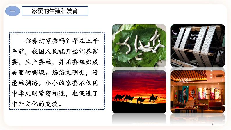 7.1.2昆虫的生殖和发育 课件+素材04