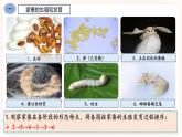 7.1.2昆虫的生殖和发育 课件+素材