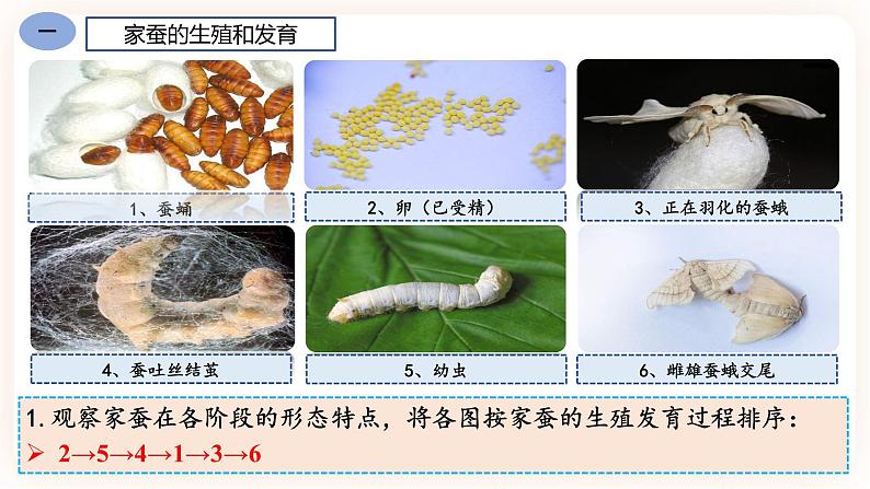 7.1.2昆虫的生殖和发育 课件+素材05