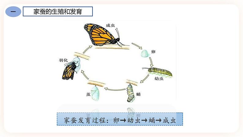 7.1.2昆虫的生殖和发育 课件+素材06