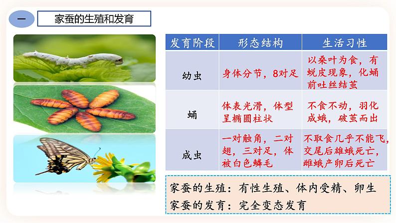 7.1.2昆虫的生殖和发育 课件+素材07