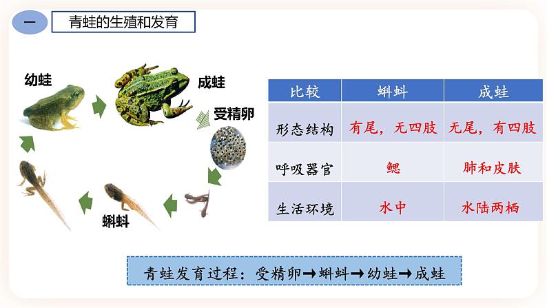 7.1.3两栖动物的生殖和发育 课件第6页