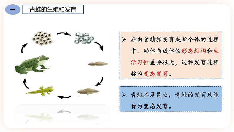 7.1.3两栖动物的生殖和发育 课件第7页