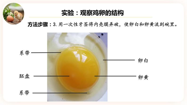 7.1.4鸟的生殖和发育 课件+素材08