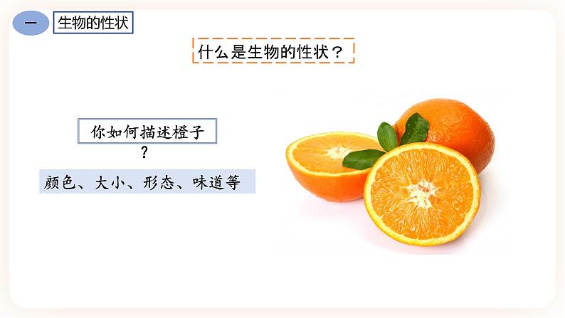 7.2.1基因控制生物的性状 课件+素材05
