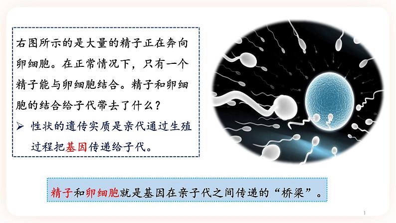 7.2.2基因在亲子代间的传递 课件第1页