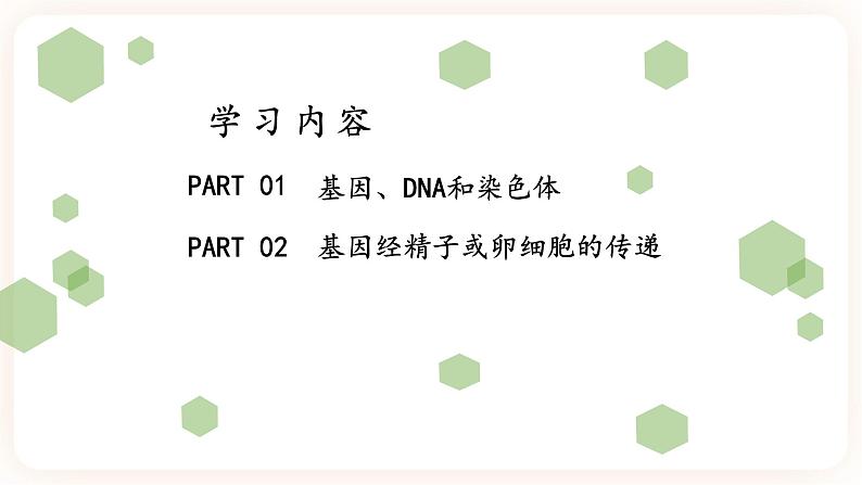 7.2.2基因在亲子代间的传递 课件第3页