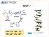 7.2.2基因在亲子代间的传递 课件+素材