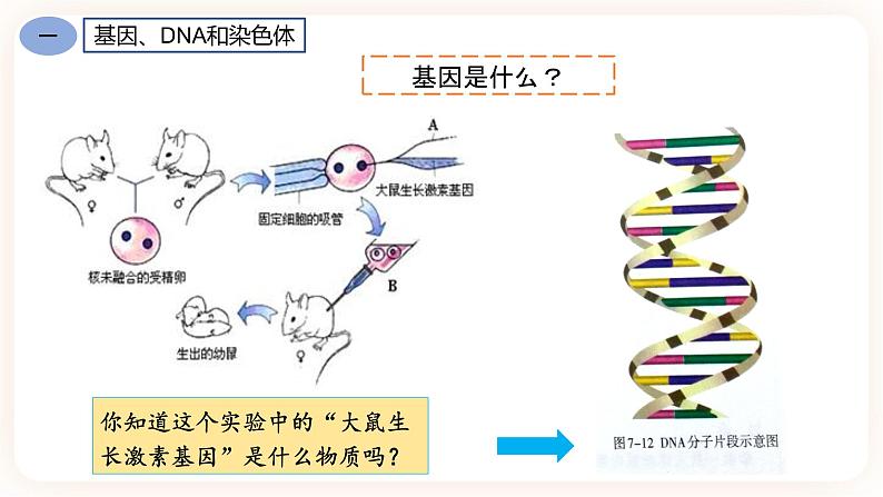 7.2.2基因在亲子代间的传递 课件第5页