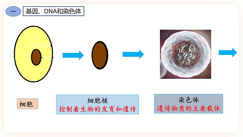 7.2.2基因在亲子代间的传递 课件第6页