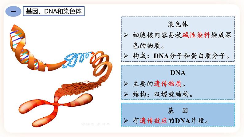 7.2.2基因在亲子代间的传递 课件第7页