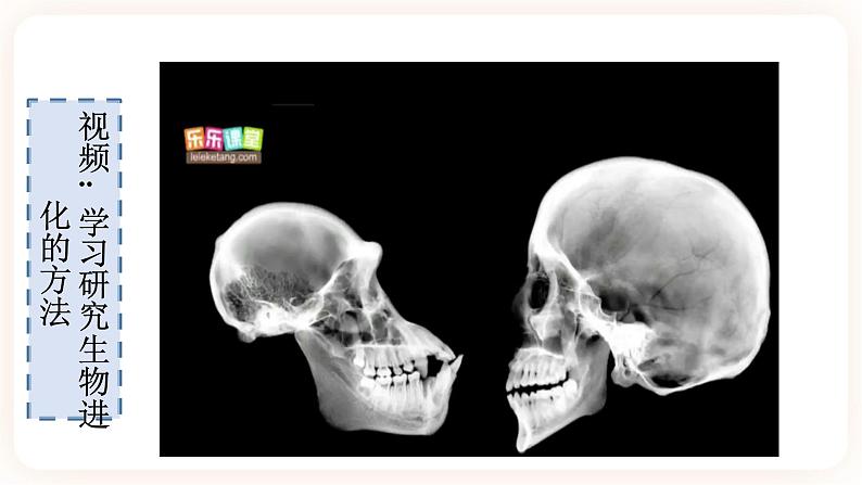 7.3.2生物进化的历程 课件+素材04