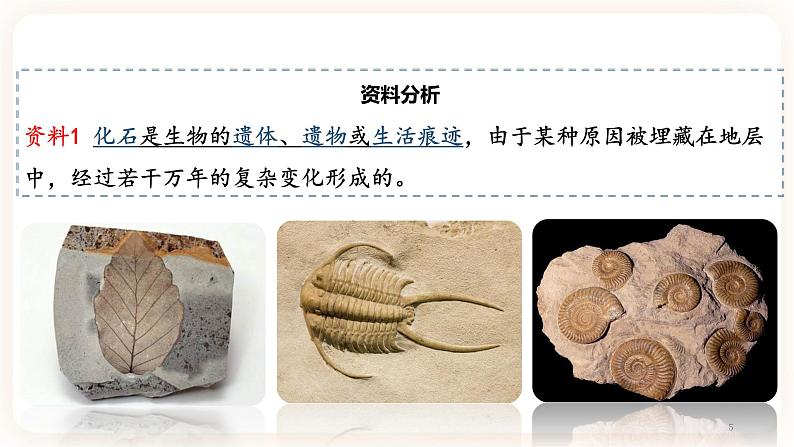 7.3.2生物进化的历程 课件+素材05