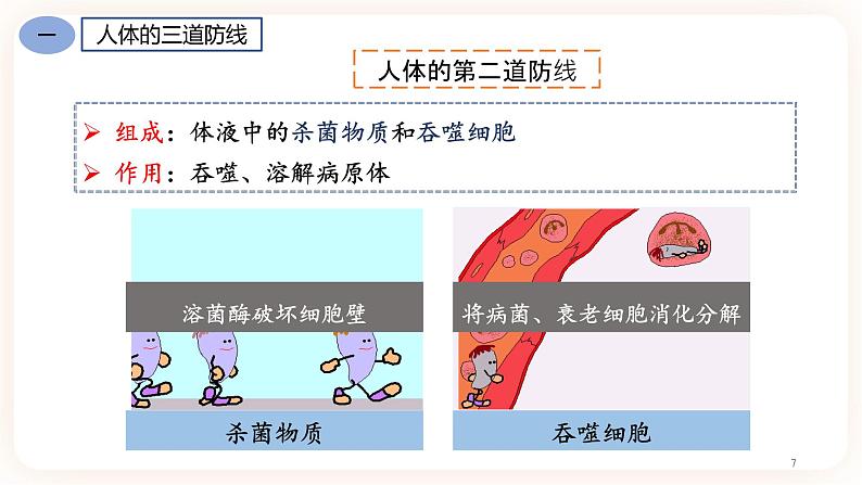 8.1.2免疫与计划免疫  课件+素材07