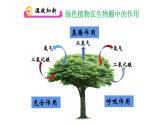第六章 爱护植被，绿化祖国课件PPT