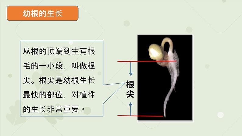 3.2.2植株的生长：第1课时（教学课件）-2022-2023学年人教版生物七年级上册第4页