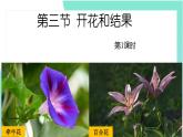3.2.3开花和结果：第1课时（教学课件）-2022-2023学年人教版生物七年级上册