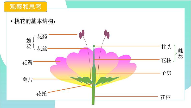 3.2.3开花和结果：第1课时（教学课件）-2022-2023学年人教版生物七年级上册第6页