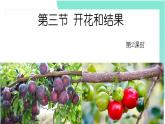3.2.3开花和结果：第2课时（教学课件）-2022-2023学年人教版生物七年级上册