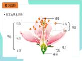 3.2.3开花和结果：第2课时（教学课件）-2022-2023学年人教版生物七年级上册