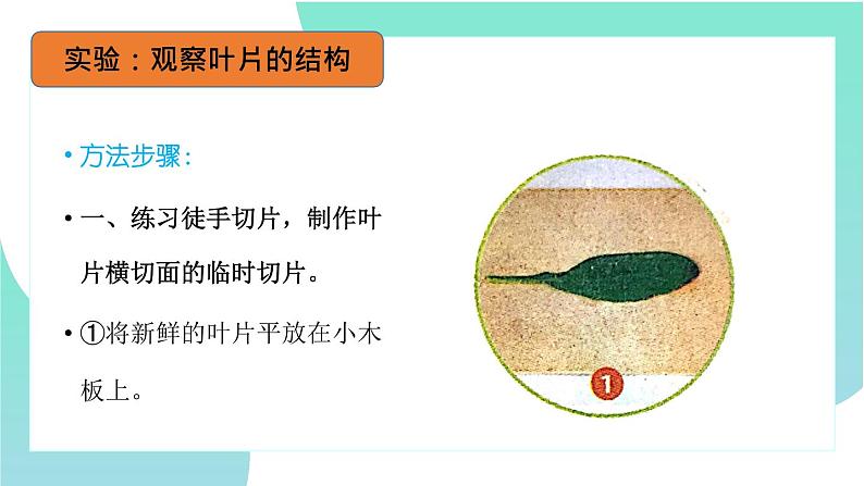 3.3绿色植物与生物圈的水循环：第1课时（教学课件）-2022-2023学年人教版生物七年级上册第4页