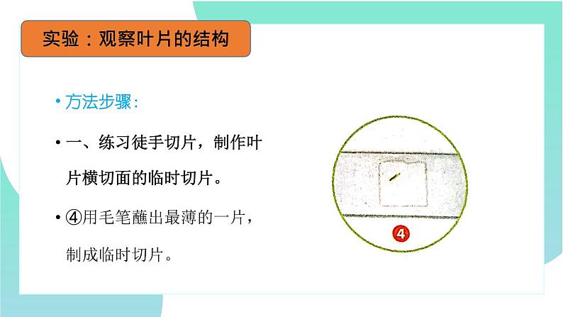 3.3绿色植物与生物圈的水循环：第1课时（教学课件）-2022-2023学年人教版生物七年级上册第7页