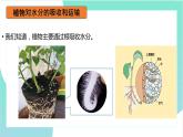 3.3绿色植物与生物圈的水循环：第2课时（教学课件）2022-2023学年人教版生物七年级上册
