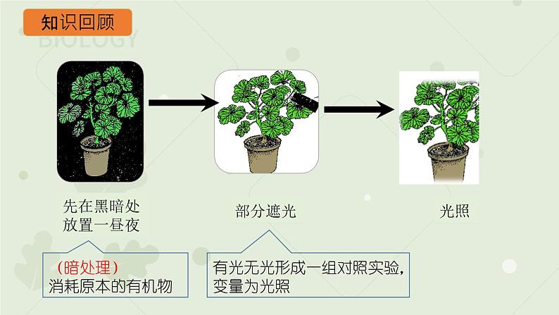 3.4绿色植物是生物圈中有机物的制造者：第2课时（教学课件）-2022-2023学年人教版生物七年级上册第5页