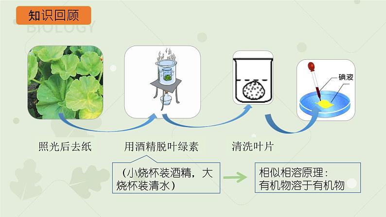 3.4绿色植物是生物圈中有机物的制造者：第2课时（教学课件）-2022-2023学年人教版生物七年级上册第6页