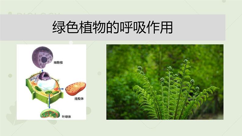 3.5.2绿色植物的呼吸作用（教学课件）-2022-2023学年人教版生物七年级上册第1页