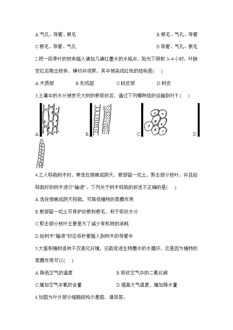 3.3绿色植物与生物圈的水循环：第2课时（学案）-2022-2023学年人教版生物七年级上册03