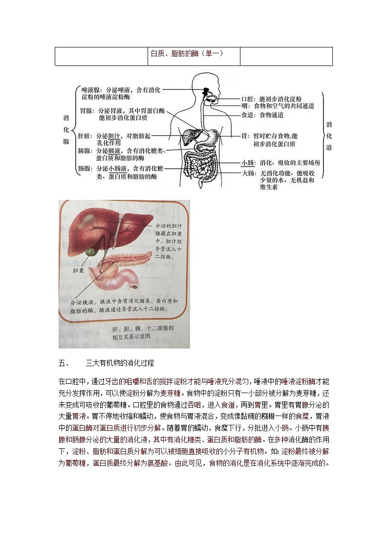 人教版生物七年级下册第四单元第二章第二节《消化和吸收》知识点03