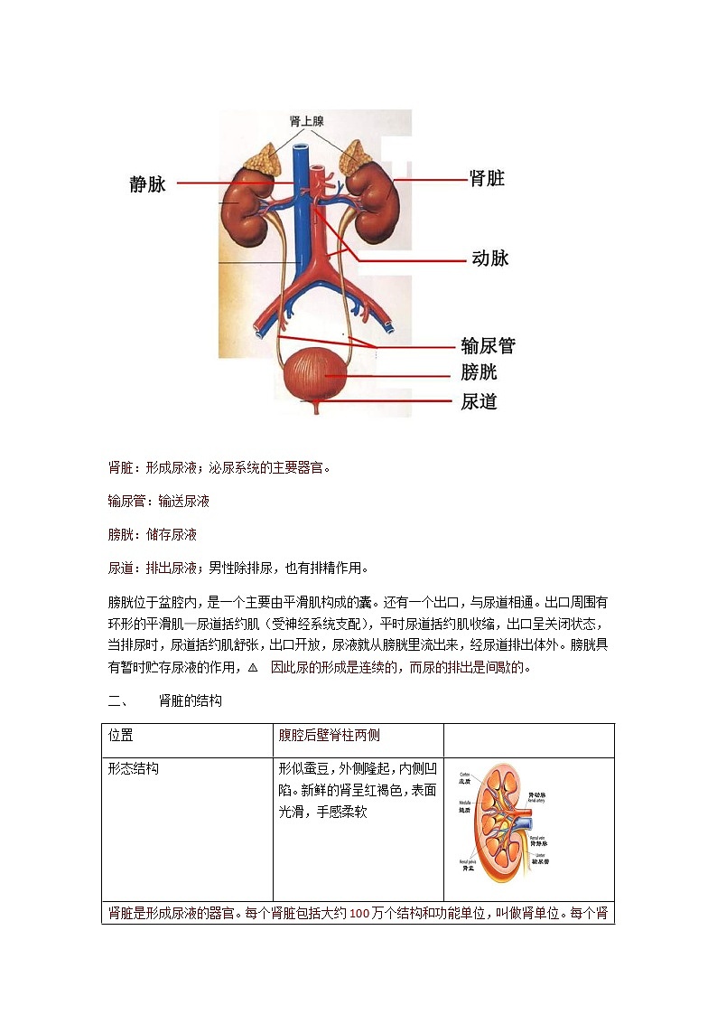 人教版生物七年级下册第四单元第五章《人体内废物的排出》知识点02