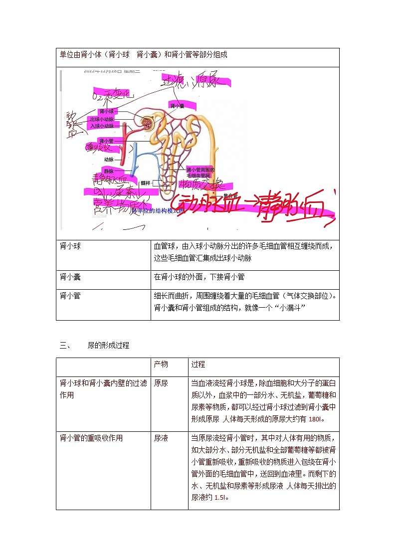 人教版生物七年级下册第四单元第五章《人体内废物的排出》知识点03