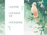 鸟的生殖和发育课件PPT