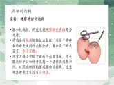 鸟的生殖和发育课件PPT