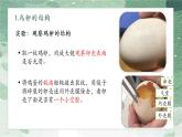 鸟的生殖和发育课件PPT