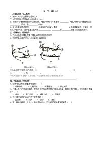 初中生物人教版 (新课标)八年级上册第七节   哺乳动物学案