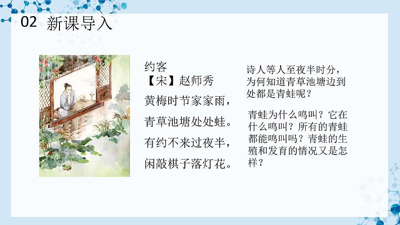 【人教版】八下生物 7.1.3 两栖动物的生殖和发育（课件+同步练习）04